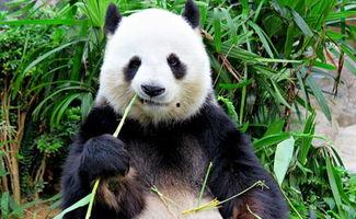 娱乐吃瓜酱功勋大熊猫,国宝传奇，熊猫界的明星风采